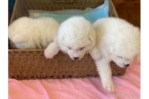 成約済の愛知県の秋田犬-180951の6枚目