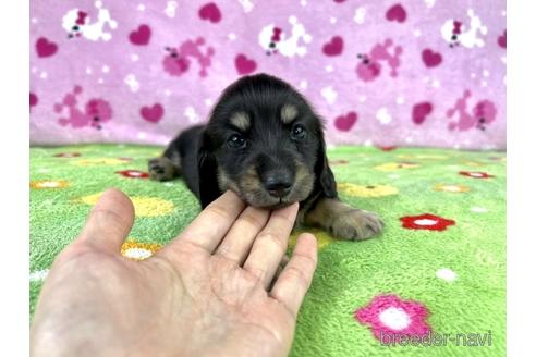 成約済の兵庫県のミニチュアダックスフンド(ロングヘアード)-182163の3枚目