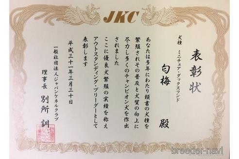 成約済の兵庫県のミニチュアダックスフンド(ロングヘアード)-182164の3枚目