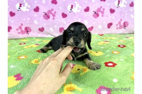 成約済の兵庫県のミニチュアダックスフンド(ロングヘアード)-182164の2枚目