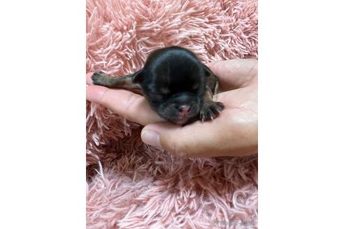 成約済の千葉県のチワワ(ロングコート)-182167の34枚目