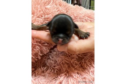 成約済の千葉県のチワワ(ロングコート)-182167の33枚目