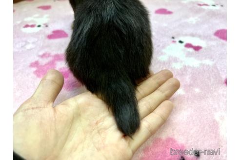 成約済の兵庫県のミニチュアダックスフンド(ロングヘアード)-182171の3枚目