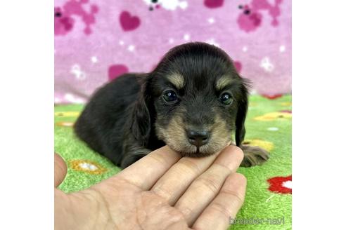 成約済の兵庫県のミニチュアダックスフンド(ロングヘアード)-182171の1枚目