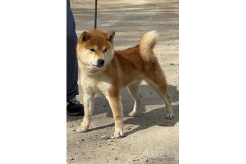 成約済の千葉県の柴犬-182174の3枚目