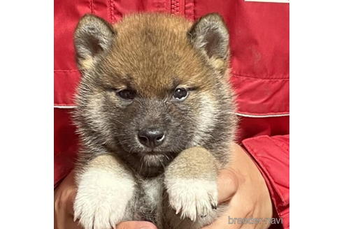 成約済の千葉県の柴犬-182174の1枚目