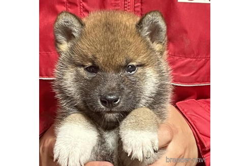 成約済の千葉県の柴犬-182174の4枚目