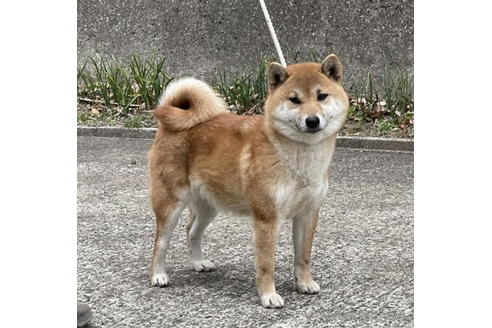 成約済の千葉県の柴犬-182174の2枚目