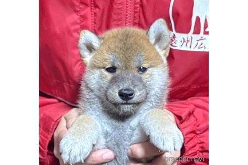 成約済の千葉県の柴犬-182175の1枚目