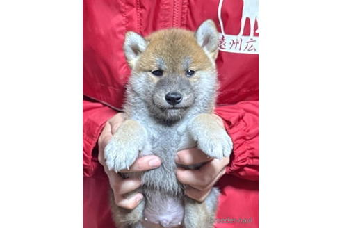 成約済の千葉県の柴犬-182175の3枚目