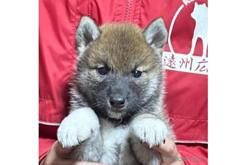 成約済の千葉県の柴犬-182176の1枚目