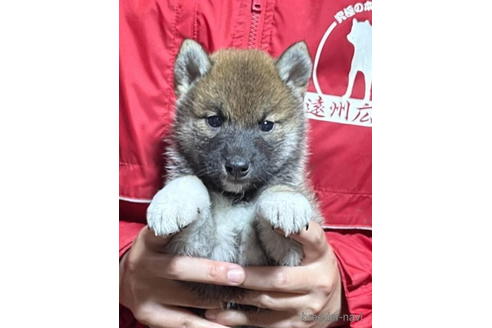 成約済の千葉県の柴犬-182176の4枚目