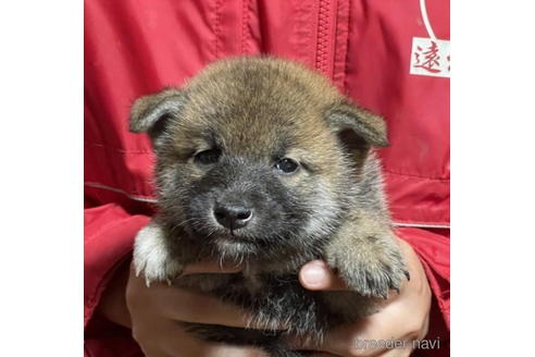 成約済の千葉県の柴犬-182177の1枚目