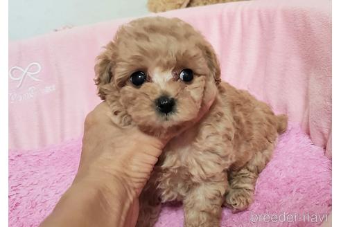 成約済の愛知県のティーカッププードル-178528の8枚目