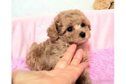 成約済の愛知県のティーカッププードル-178528の7枚目