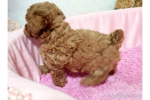 成約済の愛知県のティーカッププードル-178528の6枚目