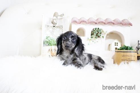 成約済の佐賀県のカニンヘンダックスフンド(ロングヘアード)-174133