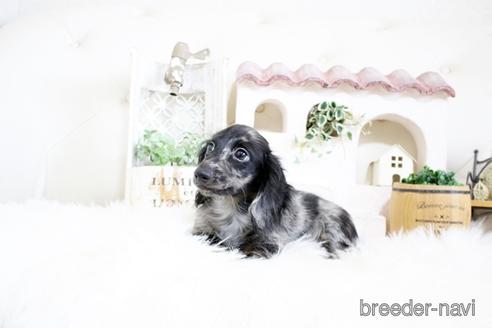 成約済の佐賀県のカニンヘンダックスフンド(ロングヘアード)-174133の5枚目