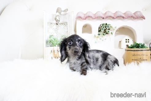 成約済の佐賀県のカニンヘンダックスフンド(ロングヘアード)-174133の4枚目