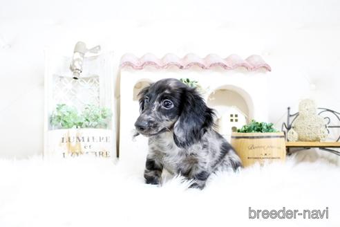 成約済の佐賀県のカニンヘンダックスフンド(ロングヘアード)-174133の3枚目