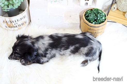 成約済の佐賀県のカニンヘンダックスフンド(ロングヘアード)-174133の2枚目