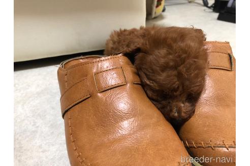 成約済の神奈川県のトイプードル-179724の15枚目