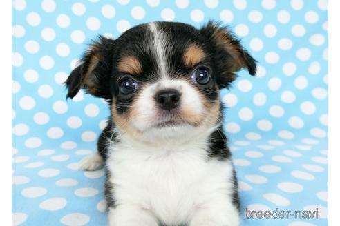 成約済の千葉県のチワワ(ロングコート)-180836の5枚目