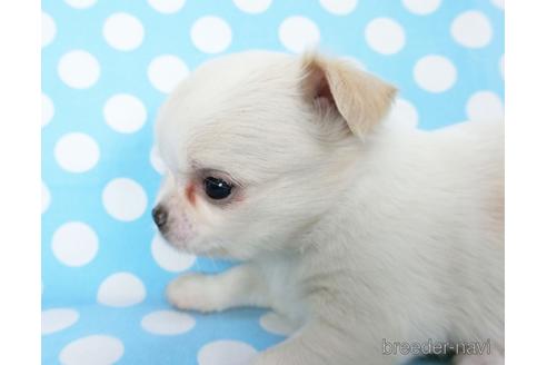 成約済の千葉県のチワワ(ロングコート)-180838の13枚目