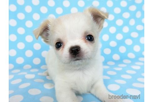 成約済の千葉県のチワワ(ロングコート)-180838の12枚目