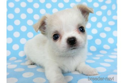 成約済の千葉県のチワワ(ロングコート)-180838の11枚目