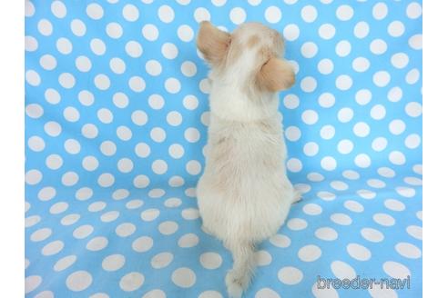 成約済の千葉県のチワワ(ロングコート)-180838の9枚目