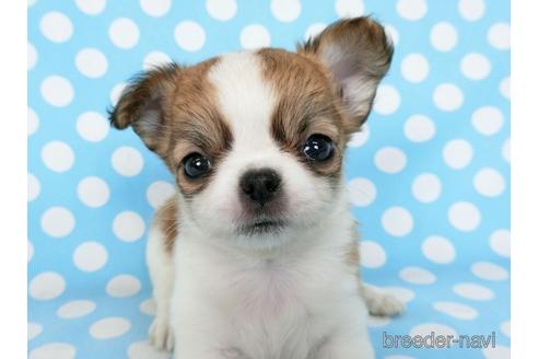 成約済の千葉県のチワワ(ロングコート)-180839の9枚目