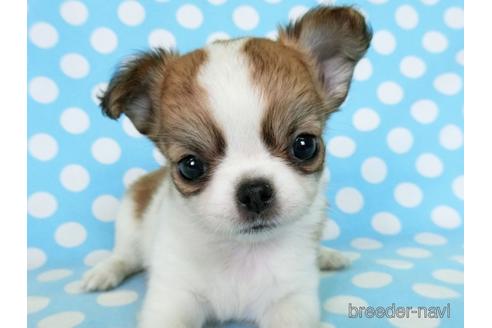 成約済の千葉県のチワワ(ロングコート)-180839の5枚目