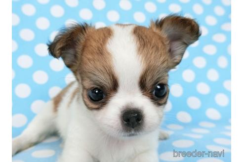 成約済の千葉県のチワワ(ロングコート)-180839の7枚目