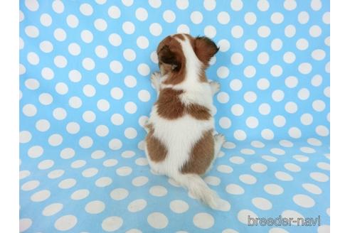 成約済の千葉県のチワワ(ロングコート)-180839の8枚目