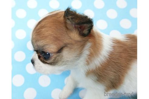 成約済の千葉県のチワワ(ロングコート)-180839の6枚目