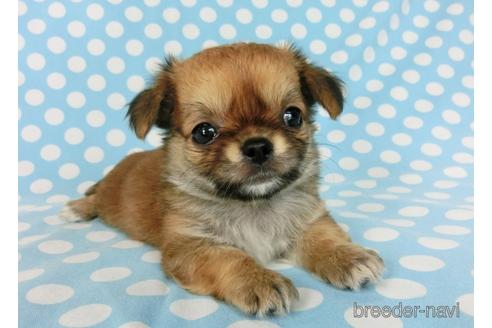 成約済の千葉県のチワワ(ロングコート)-180841の9枚目