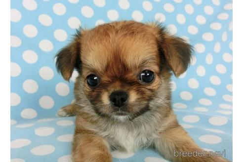 成約済の千葉県のチワワ(ロングコート)-180841の10枚目