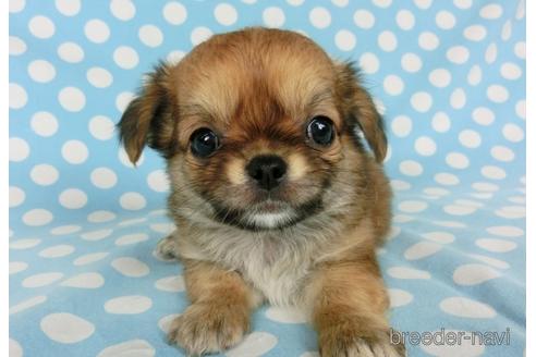 成約済の千葉県のチワワ(ロングコート)-180841の11枚目