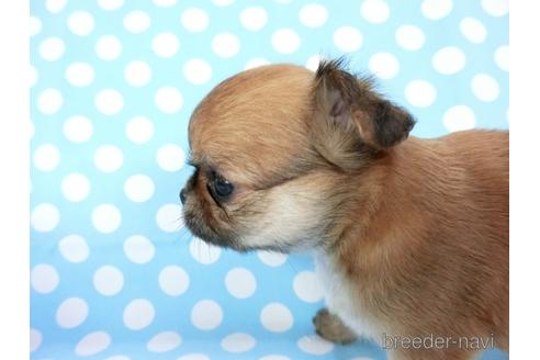 成約済の千葉県のチワワ(ロングコート)-180841の12枚目
