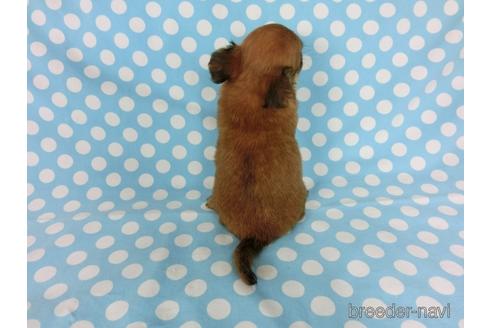 成約済の千葉県のチワワ(ロングコート)-180842の12枚目