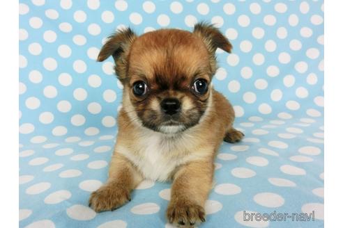 成約済の千葉県のチワワ(ロングコート)-180842の11枚目