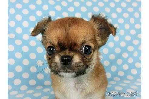 成約済の千葉県のチワワ(ロングコート)-180842の10枚目