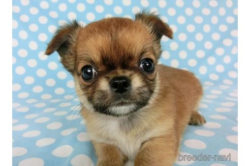 成約済の千葉県のチワワ(ロングコート)-180842の9枚目