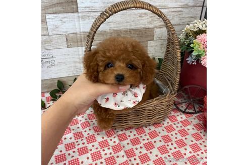 成約済の大阪府のタイニープードル-178617の3枚目