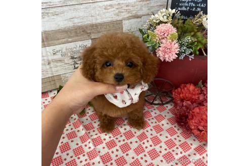 成約済の大阪府のタイニープードル-178617の1枚目