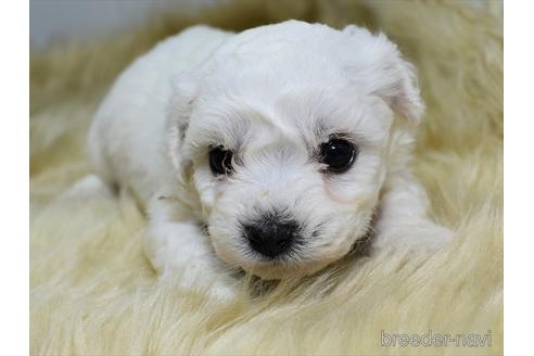 成約済の愛知県のビションフリーゼ-180630の5枚目