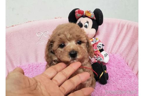 成約済の愛知県のタイニープードル-178950の4枚目