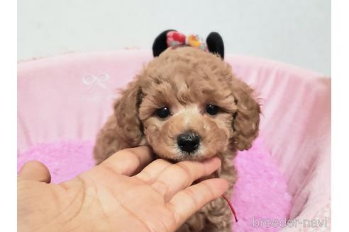 成約済の愛知県のタイニープードル-178950の5枚目
