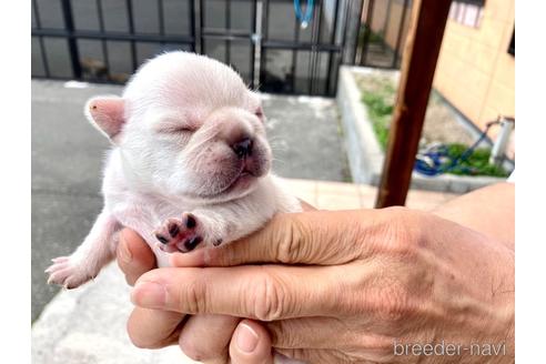 成約済の山口県のフレンチブルドッグ-182242の9枚目